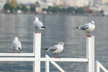 Load image into Gallery viewer, <transcy>Martin Jensen World Tour Frames // Switzerland Seagulls</transcy>