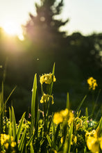 Load image into Gallery viewer, <transcy>Martin Jensen World Tour Frames // Northern Ireland Flower</transcy>
