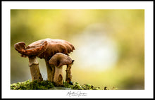 Load image into Gallery viewer, <transcy>Martin Jensen World Tour Frames // Northern Ireland Mushrooms</transcy>