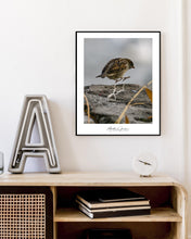 Load image into Gallery viewer, <transcy>Martin Jensen World Tour Frames // Budapest Bird</transcy>