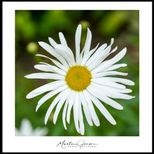 Load image into Gallery viewer, <transcy>Martin Jensen World Tour Frames // Portugal Flower</transcy>