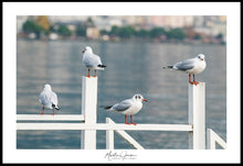 Load image into Gallery viewer, <transcy>Martin Jensen World Tour Frames // Switzerland Seagulls</transcy>