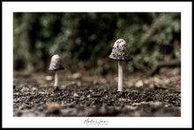 Load image into Gallery viewer, <transcy>Martin Jensen World Tour Frames // Belfast Mushrooms</transcy>