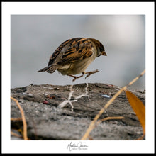 Load image into Gallery viewer, <transcy>Martin Jensen World Tour Frames // Budapest Bird</transcy>