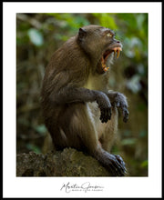Load image into Gallery viewer, <transcy>Martin Jensen World Tour Frames // Khao Phing Kan Monkey</transcy>