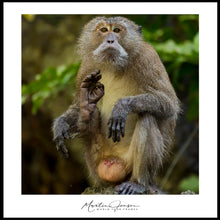 Load image into Gallery viewer, <transcy>Martin Jensen World Tour Frames // Khao Phing Kan Waving Monkey</transcy>