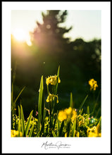 Load image into Gallery viewer, <transcy>Martin Jensen World Tour Frames // Northern Ireland Flower</transcy>