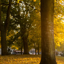 Load image into Gallery viewer, <transcy>Martin Jensen World Tour Frames // Copenhagen Fall</transcy>