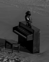 Load image into Gallery viewer, <transcy>Martin Jensen World Tour Frames // Malibu Dog</transcy>