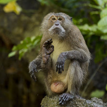 Load image into Gallery viewer, <transcy>Martin Jensen World Tour Frames // Khao Phing Kan Waving Monkey</transcy>