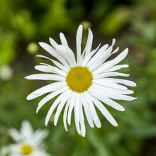 Load image into Gallery viewer, <transcy>Martin Jensen World Tour Frames // Portugal Flower</transcy>