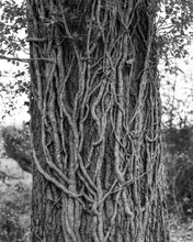 Indlæs billede til gallerivisning World Tour Frames // Portugal Tree