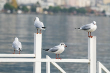 Indlæs billede til gallerivisning World Tour Frames // Switzerland Seagulls
