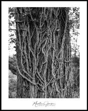 Load image into Gallery viewer, &lt;transcy&gt;Martin Jensen World Tour Frames // Portugal Tree&lt;/transcy&gt;
