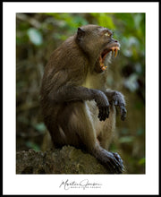 Load image into Gallery viewer, &lt;transcy&gt;Martin Jensen World Tour Frames // Khao Phing Kan Monkey&lt;/transcy&gt;
