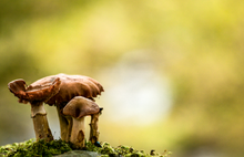 Indlæs billede til gallerivisning World Tour Frames // Northern Ireland Mushrooms
